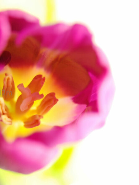 Tulipes