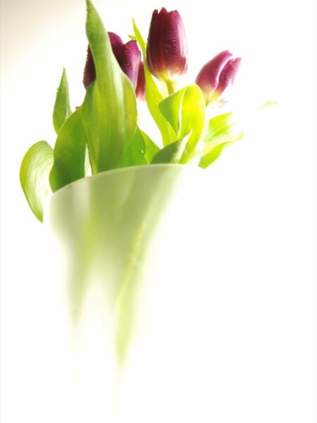 Tulipes dans un vase