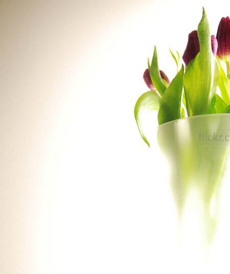 des tulipes dans un vase
