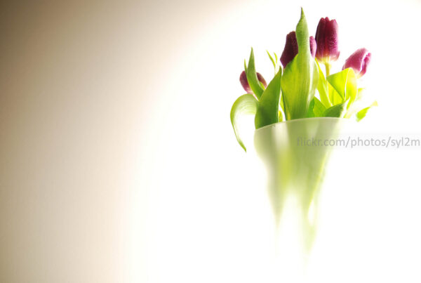 des tulipes dans un vase