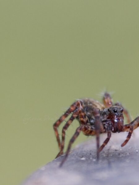 Araignée • Macro
