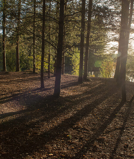 Le soleil d'automne dans les arbres