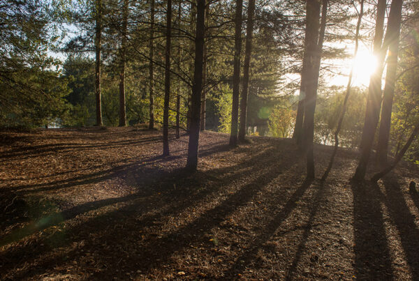 Le soleil d'automne dans les arbres