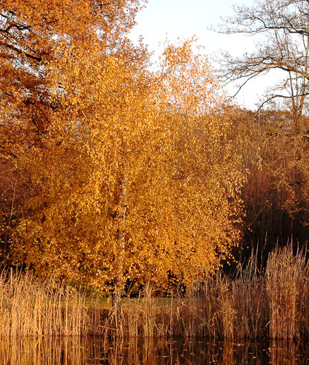 Automne