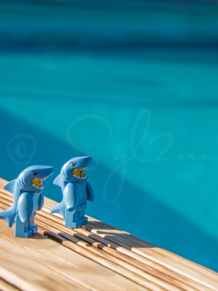 Lego Dauphin à la piscine