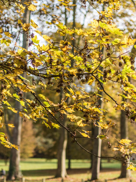 branche d'arbre en automne