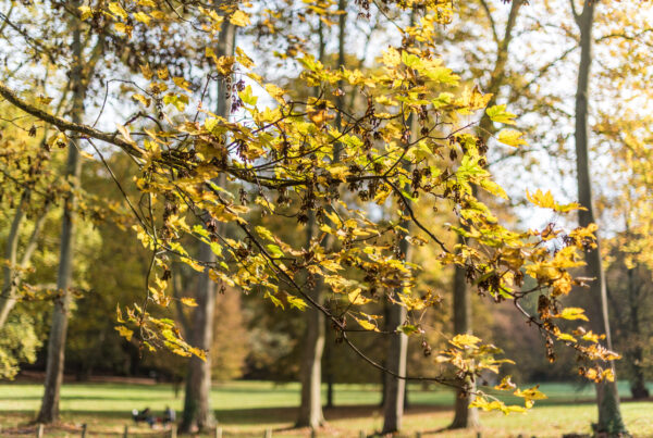 branche d'arbre en automne