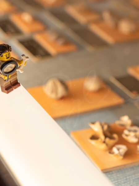 Lego Paléontologue