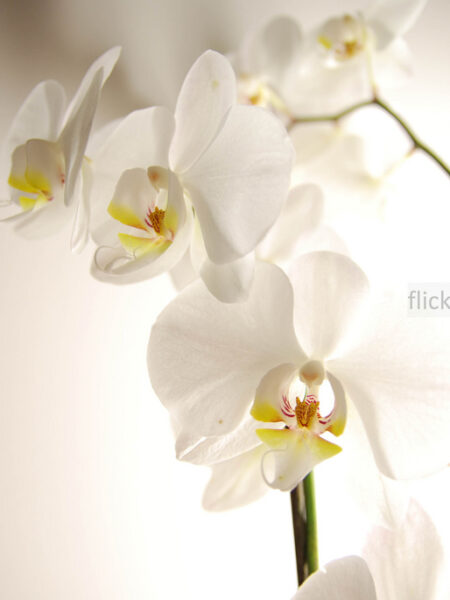 Essai de lumière sur des Orchidées