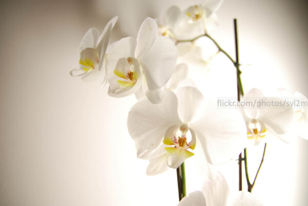 Essai de lumière sur des Orchidées