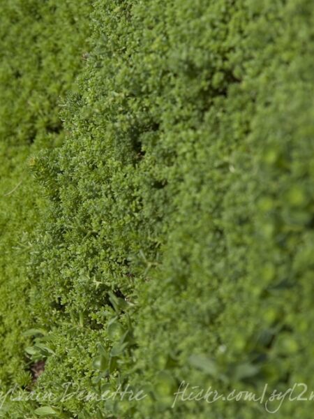 Mousse • Prise de vue macro