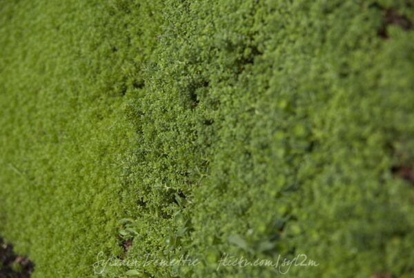 Mousse • Prise de vue macro