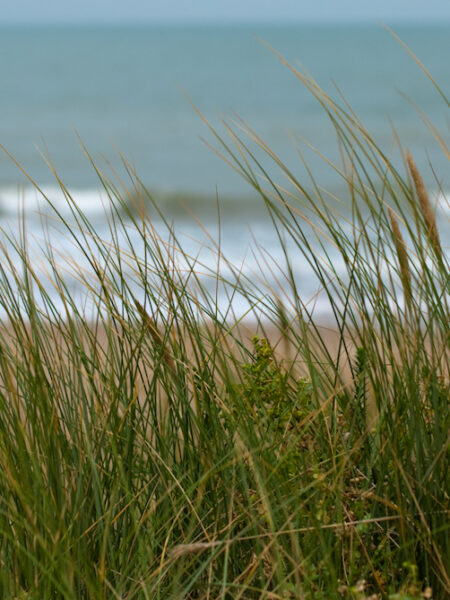 Les herbes et la mer