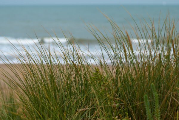 Les herbes et la mer