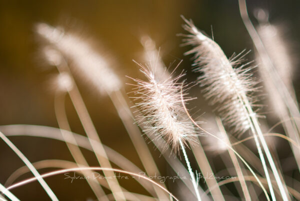 Graminées dans les reflets d'un coucher de soleil