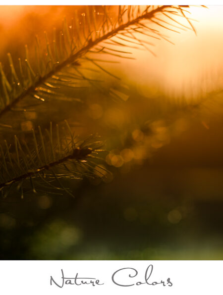 Nature Colors