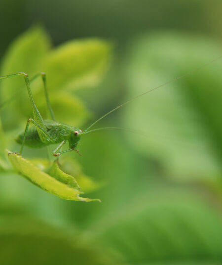 Leaf - Grasshopper / Sauterelle - Feuille