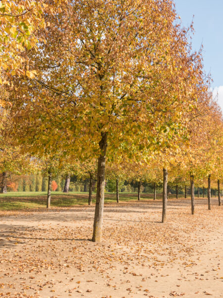 Automne à Versailles