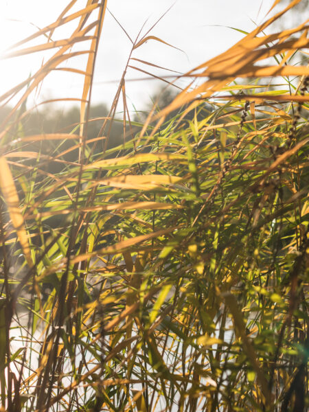 Les herbes et le soleil