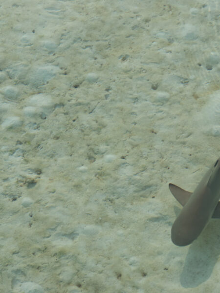 Requin à pointe noire