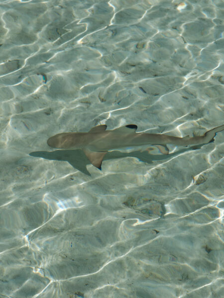 Requin pointe noire