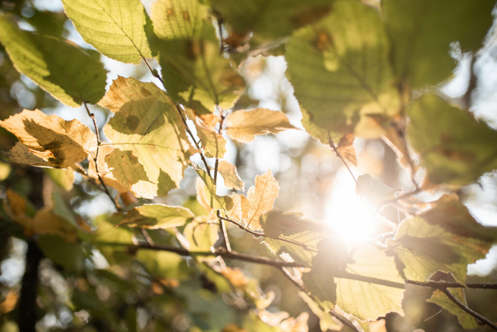 Les couleurs de l'automne
