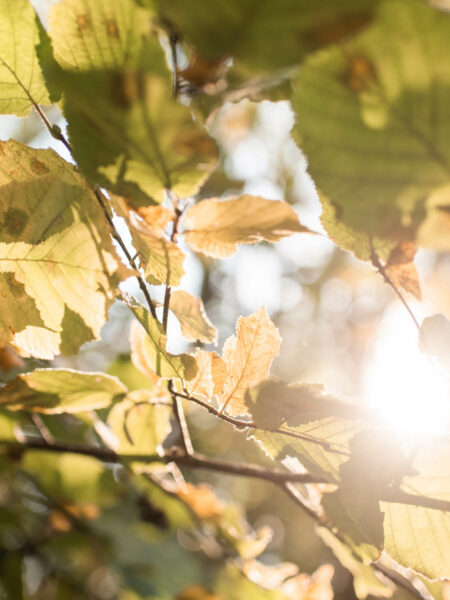 Les couleurs de l'automne