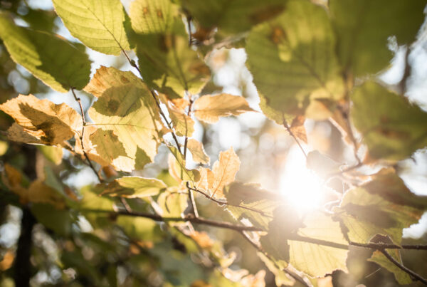 Les couleurs de l'automne