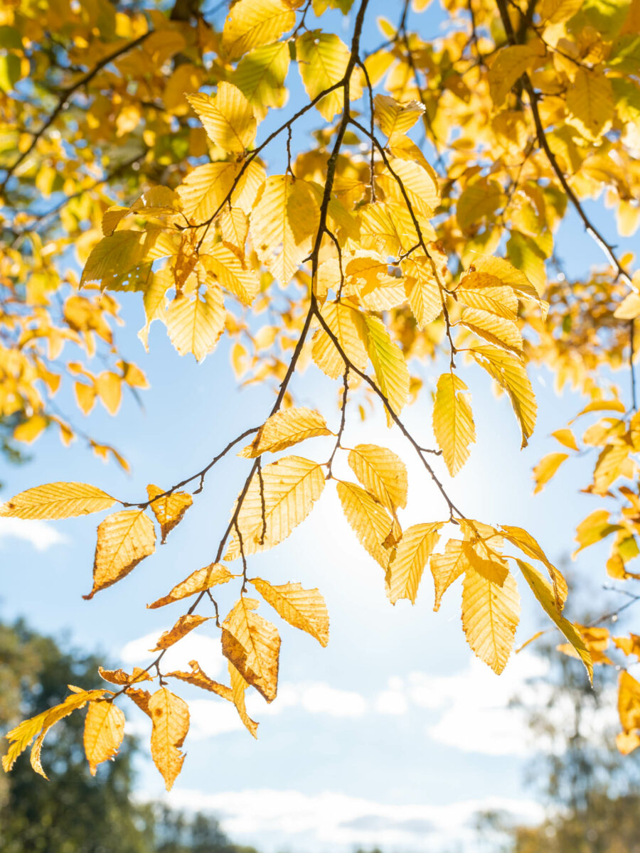 Les couleurs de l'automne