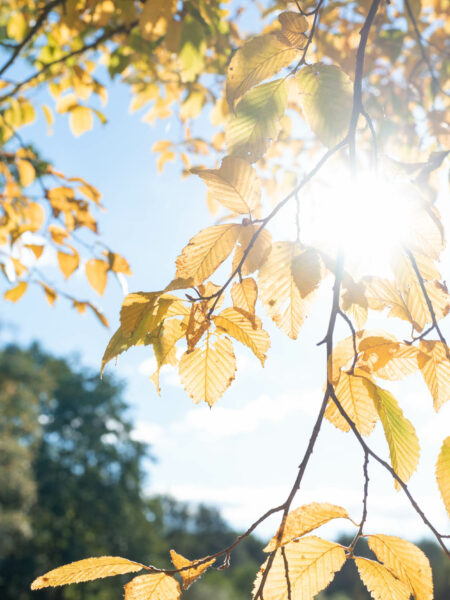 Les couleurs de l'automne