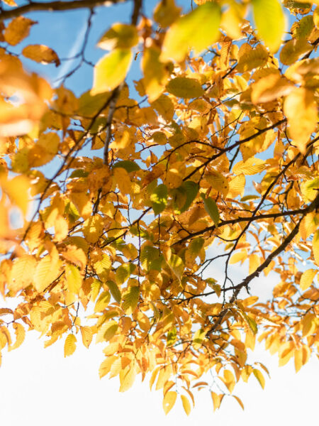 Les couleurs de l'automne