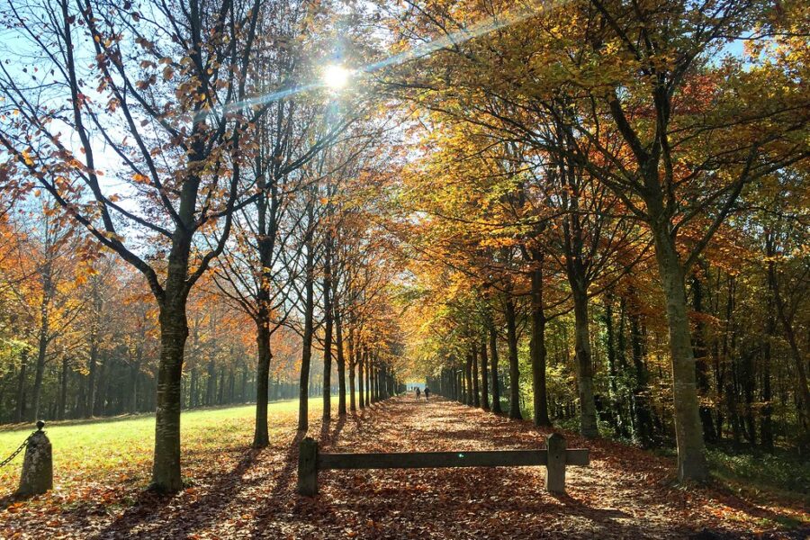 Chemin doré sous le soleil d'automne