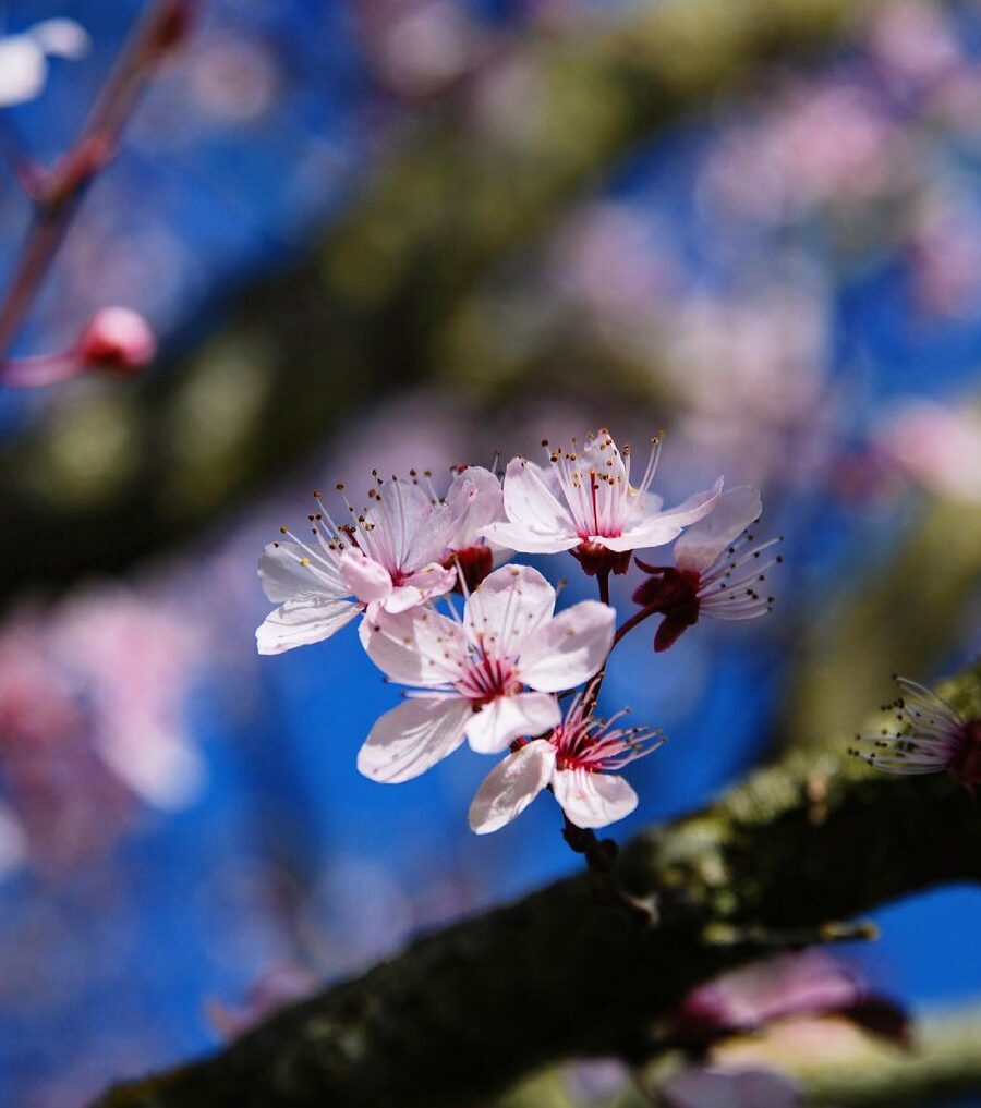 Fleurs de cerisier : éclats roses et azur