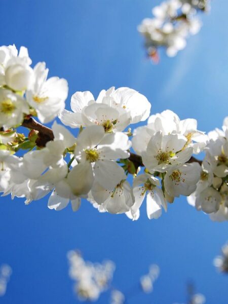 Printemps radieux : floraisons et ciel bleu