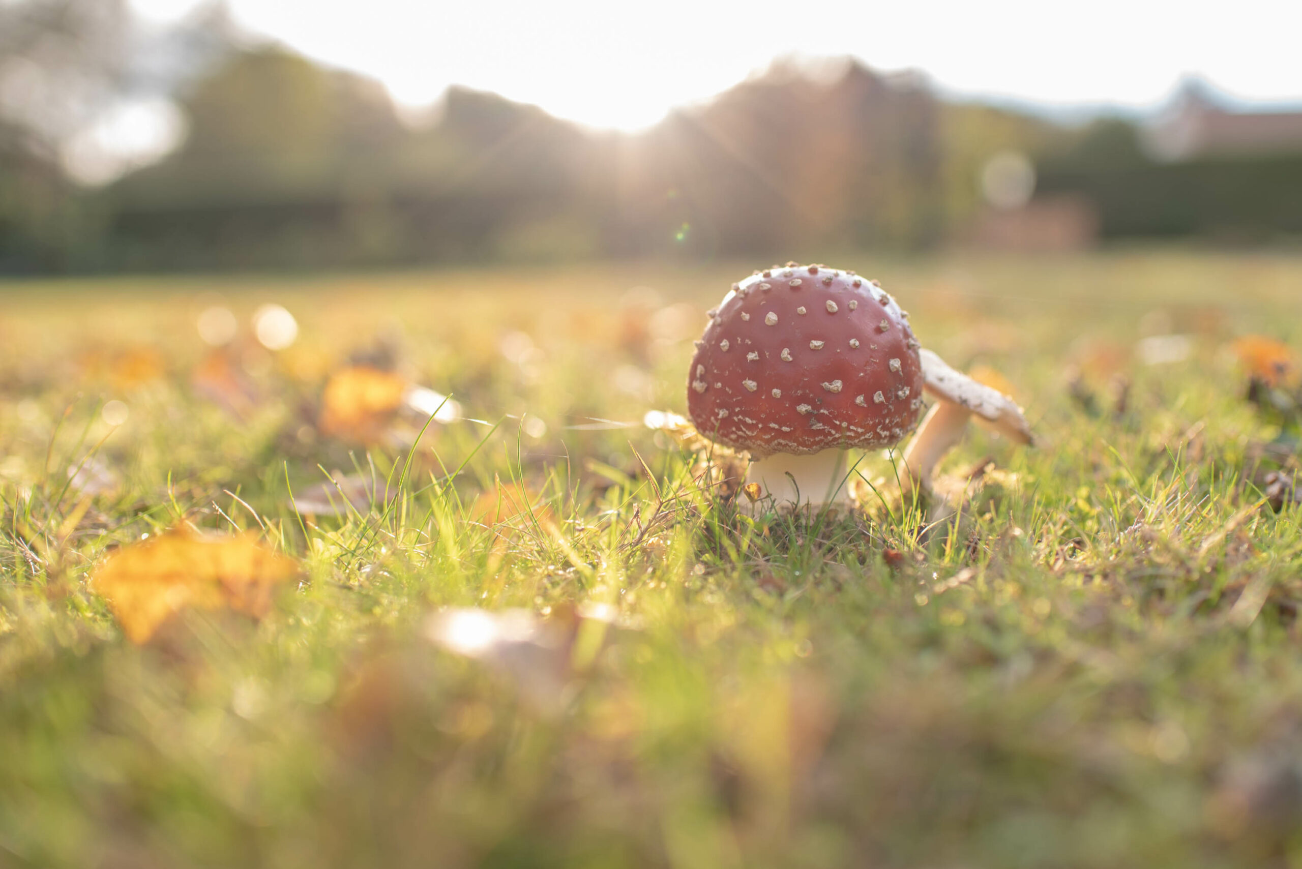 Amanite tue-mouches aux couleurs d’automne