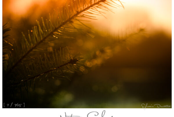 Nature Colors